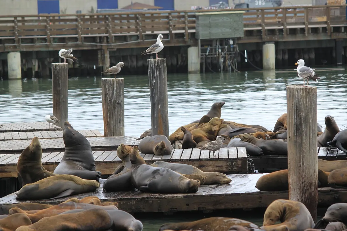 Comparison: Floating Dock vs. Fixed Pier for Small Harbors